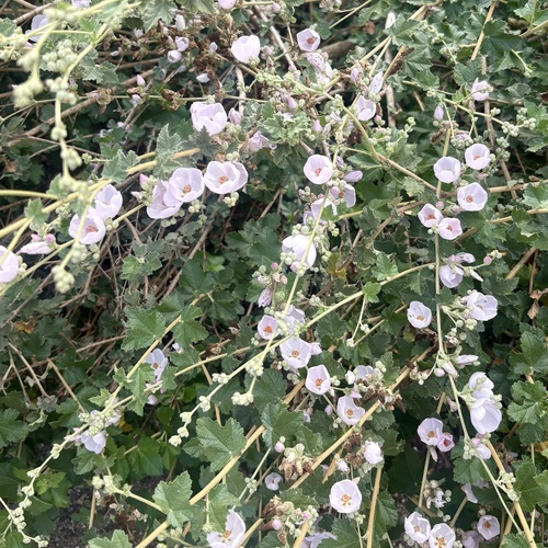 iNaturalist observation photo of southern coastal bushmallow