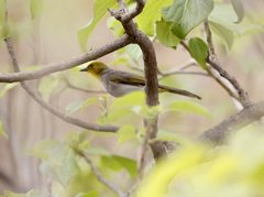 Pycnonotus xantholaemus