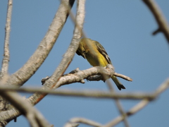 Spinus psaltria