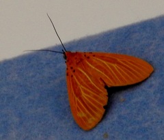 Asota egens