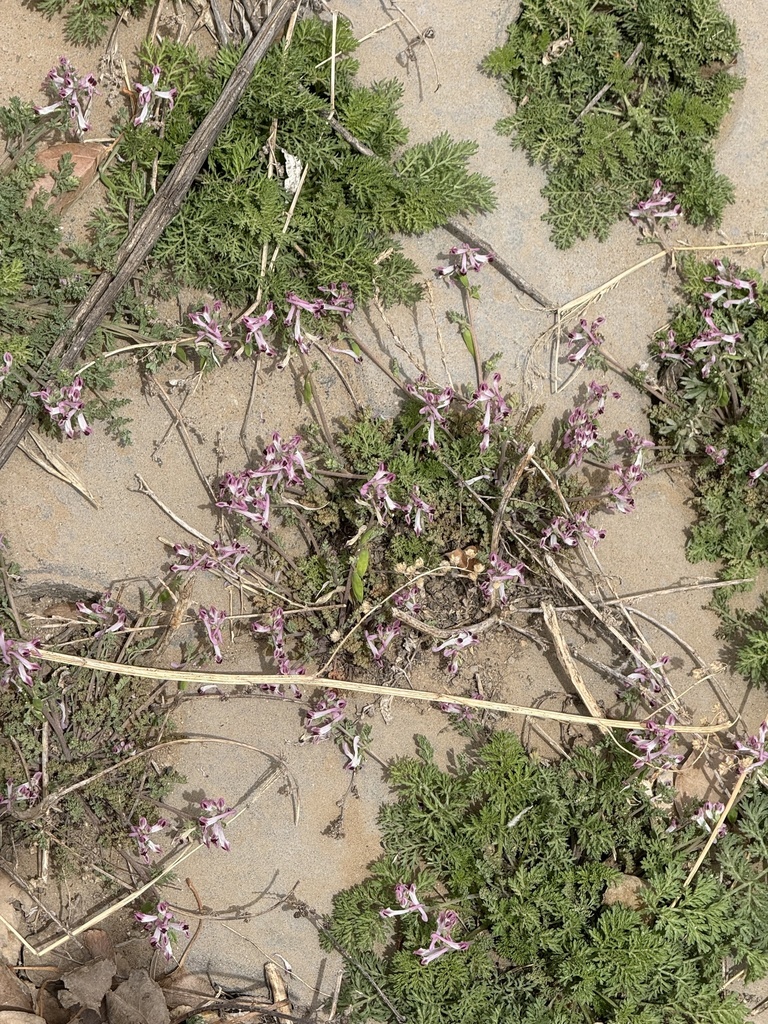 Corydalis bungeana; photograph Jane Charlen, CC BY, iNaturalist via GBIF