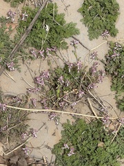 Corydalis bungeana