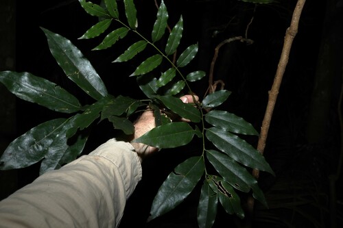 Image of Castanospermum australe by (c) Greg Tasney, some rights reserved (CC BY-SA)