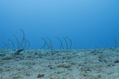 Gorgasia maculata