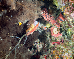 Oxycirrhites typus