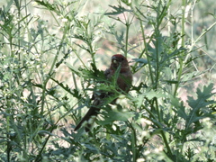 Haemorhous mexicanus