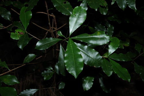 Image of Ochrosia poweri by (c) Greg Tasney, some rights reserved (CC BY-SA)