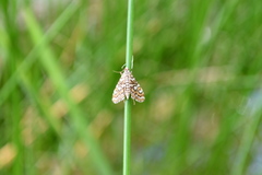 Elophila ekthlipsis