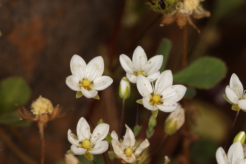 Image of Sabulina californica by (c) Steve Matson, some rights reserved (CC BY)