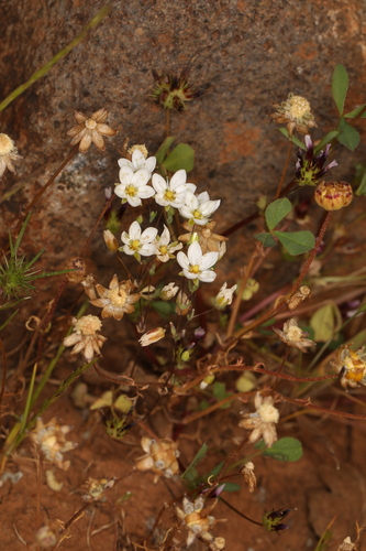 Image of Sabulina californica by (c) Steve Matson, some rights reserved (CC BY)