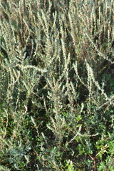 Bassia laniflora