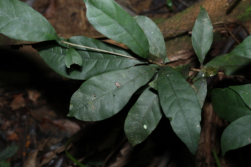 smooth-leaved plum (Niemeyera chartacea)