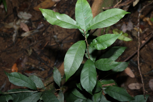 Image of Niemeyera chartacea by (c) Greg Tasney, some rights reserved (CC BY-SA)