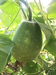 Cucurbitaceae
