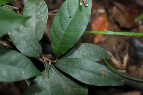 Image of Niemeyera chartacea by (c) Greg Tasney, some rights reserved (CC BY-SA)