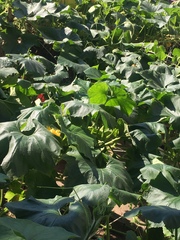 Cucurbitaceae