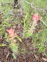 Castilleja stenophylla
