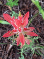 Castilleja stenophylla