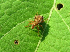 Rhamnapoderus