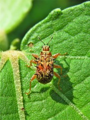 Rhamnapoderus
