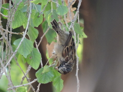 Passer domesticus