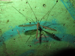 Tipula lateralis