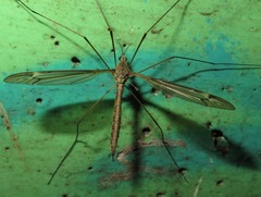 Tipula lateralis