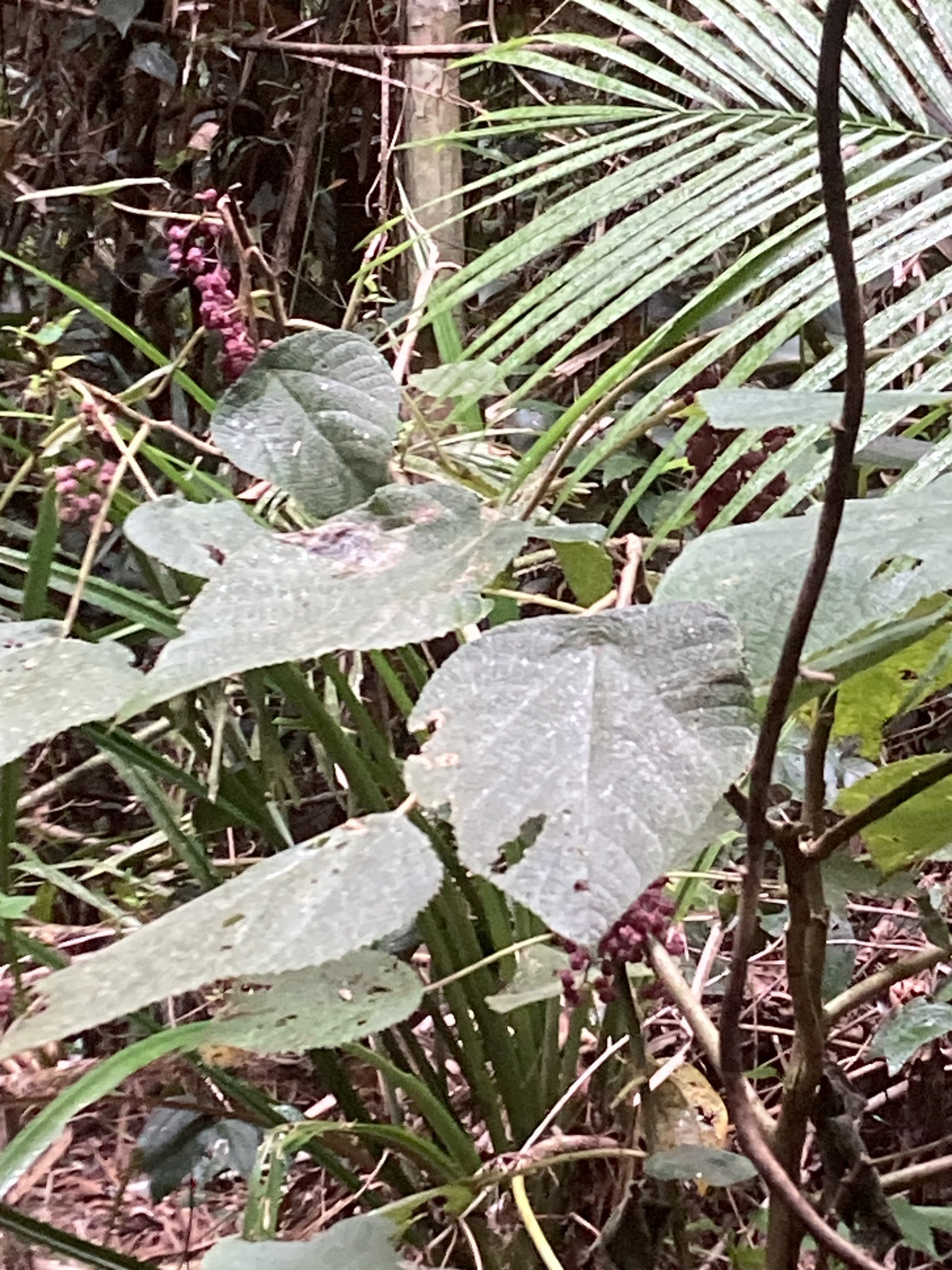 Imagem de Gympie-gympie