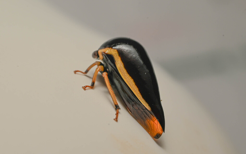 Darnis lateralis