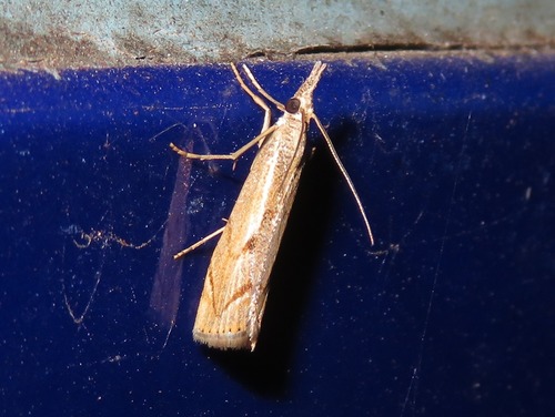 Elbow-striped Grass-veneer, Zuid-Holland, Nederland, photo 7 of 10