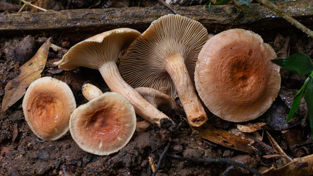 Lactifluus catarinensis