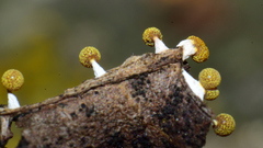 Physarum melleum