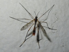 Ptychoptera albimana