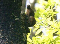 Micropternus brachyurus