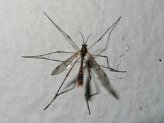 Ptychoptera albimana