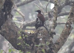 Micropternus brachyurus