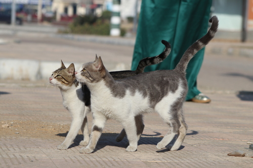 Domestic Cat