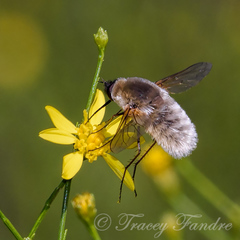 Systoechus candidulus
