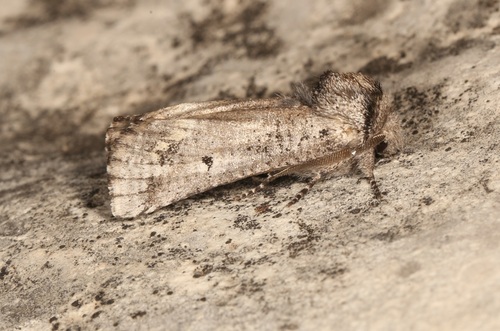 Aon Moth photo 4