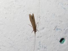 Oecetis lacustris