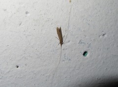 Oecetis lacustris