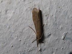 Oecetis lacustris