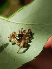 Paraphidippus aurantius