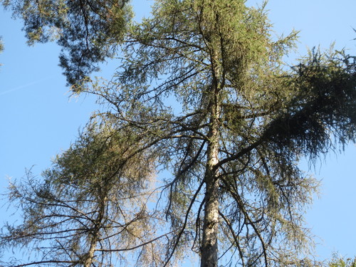 European larch