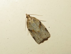 Clepsis spectrana