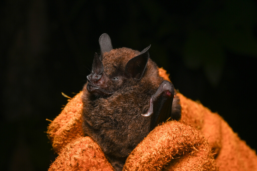 Ben Keith's Short-tailed Bat
