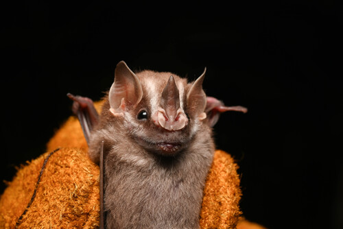 Northern Little Yellow-eared Bat