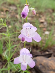 Penstemon campanulatus