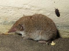 Crocidura russula