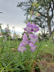 Penstemon campanulatus